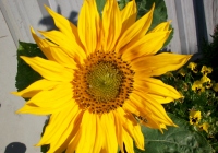 Sonnenblume